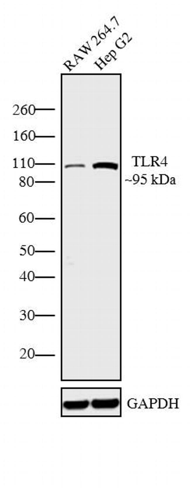 TLR4 Polyclonal Antibody