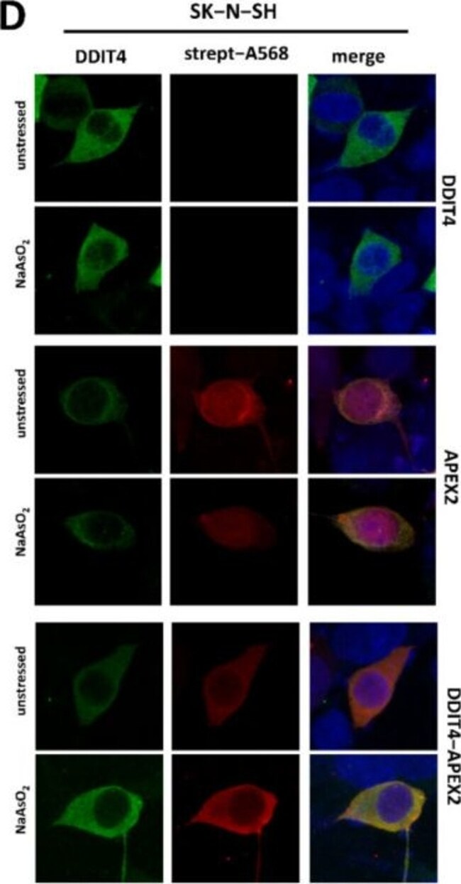 Goat anti-Rabbit IgG (Heavy chain) Superclonal Secondary Antibody, Alexa Fluor 488