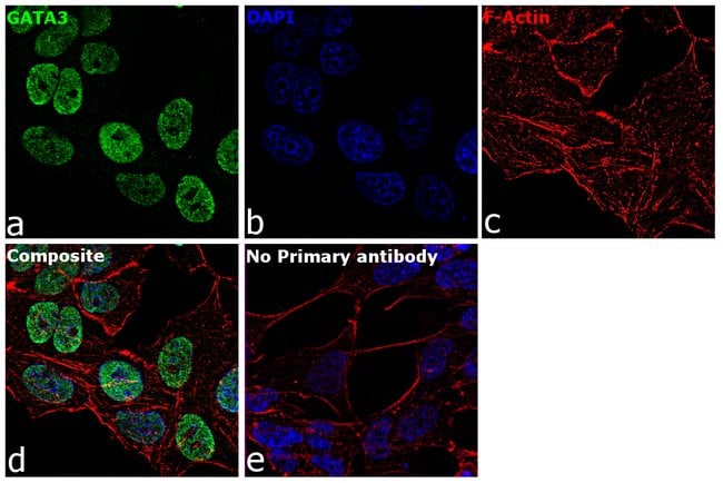 GATA3 Monoclonal Antibody (1A12-1D9)