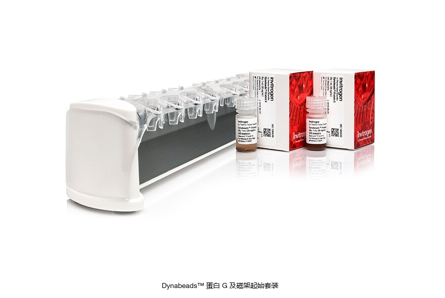 Dynabeads™ 蛋白 G 及磁架起始套装