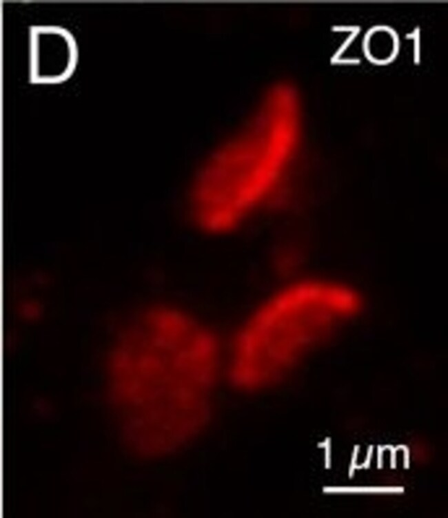 山羊抗小鼠IgG（H+L）高交叉吸附二抗，Alexa Fluor 546