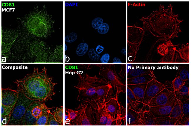 CD81 Recombinant Rabbit Monoclonal Antibody (SN206-01)