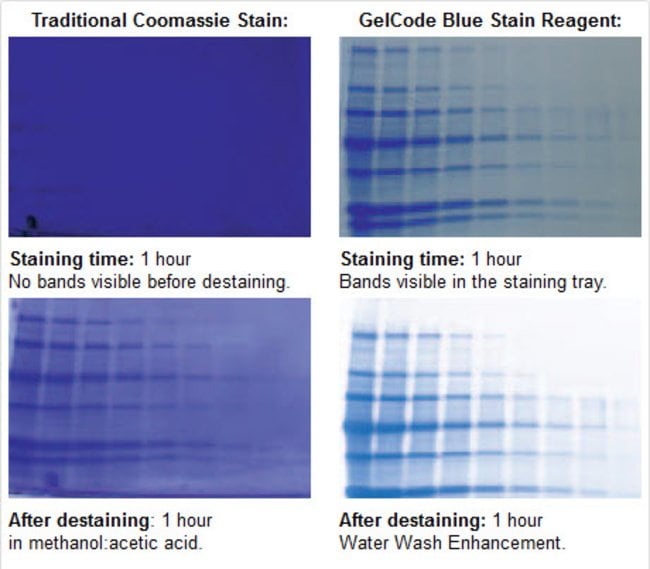 GelCode Blue 染色试剂