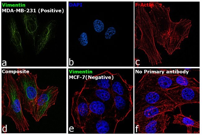 Vimentin Monoclonal Antibody (V9), eBioscience