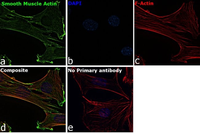 Alpha-Smooth Muscle Actin 流式抗体 (1A4)