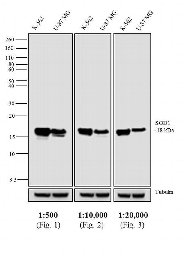 Goat anti-Mouse IgG Fc Cross-Adsorbed Secondary Antibody, HRP