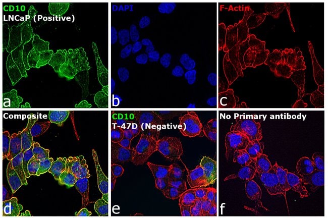 Goat anti-Mouse IgG2b Cross-Adsorbed Secondary Antibody, Alexa Fluor 488