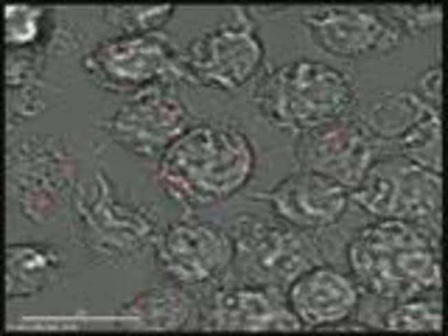 用于检测吞噬作用的 pHrodo Red <i>E. coli</i> BioParticles 偶联物