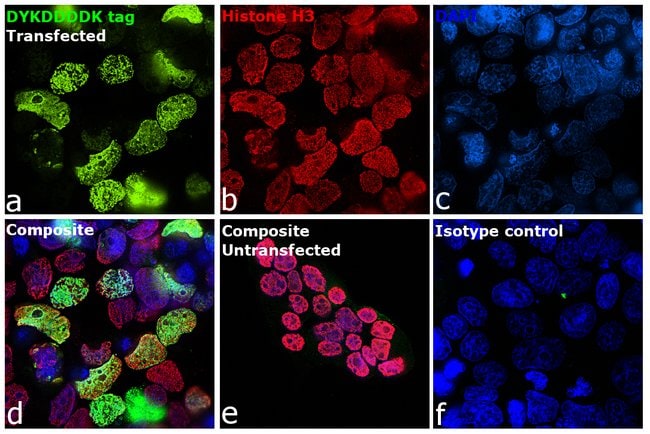 DYKDDDDK Tag Monoclonal Antibody (FG4R), DyLight 488