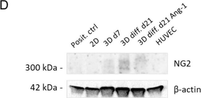 Goat anti-Mouse IgG1 Cross-Adsorbed Secondary Antibody, HRP