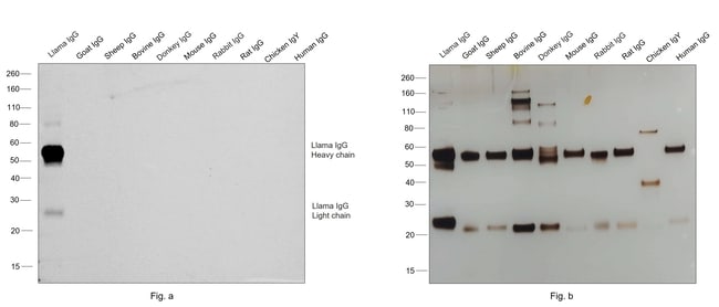 Goat anti-Llama IgG (H+L) Secondary Antibody, HRP