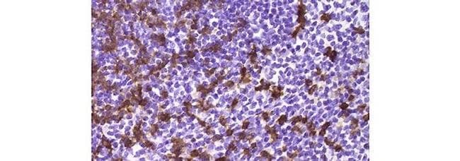 CD8a Monoclonal Antibody (4SM16), eBioscience