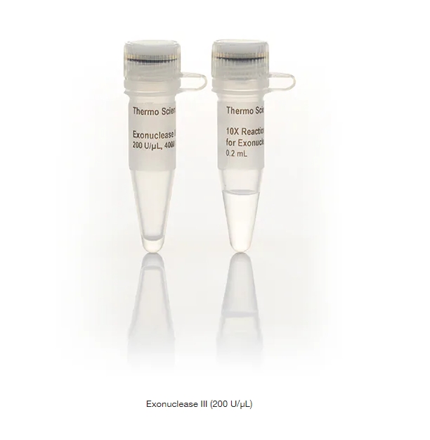 Exonuclease III (200 U/µL)