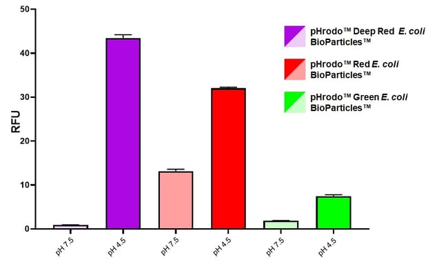 用于检测吞噬作用的 pHrodo Deep Red E. coli BioParticles 偶联物