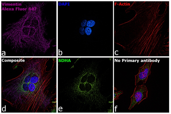 Donkey anti-Chicken IgY (H+L) Highly Cross Adsorbed Secondary Antibody, Alexa Fluor 647