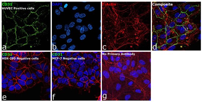 CD31 Monoclonal Antibody (MEM-05), Alexa Fluor 488