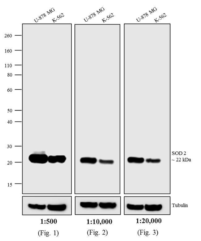 F(ab)2-Goat anti-Mouse IgG (H+L) Secondary Antibody, HRP