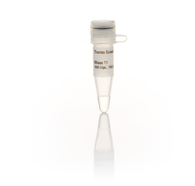 RNase T1 (1000 U/μL)