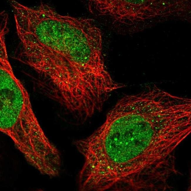 RSBN1 Polyclonal Antibody