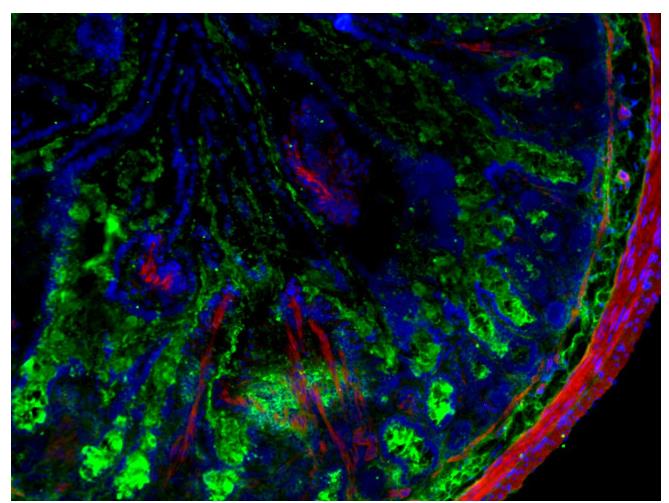 F(ab')2-Goat anti-Rabbit IgG (H+L) Cross-Adsorbed Secondary Antibody, Alexa Fluor™ Plus 488