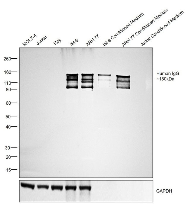 Rabbit anti-Human IgG (H+L) Secondary Antibody, HRP
