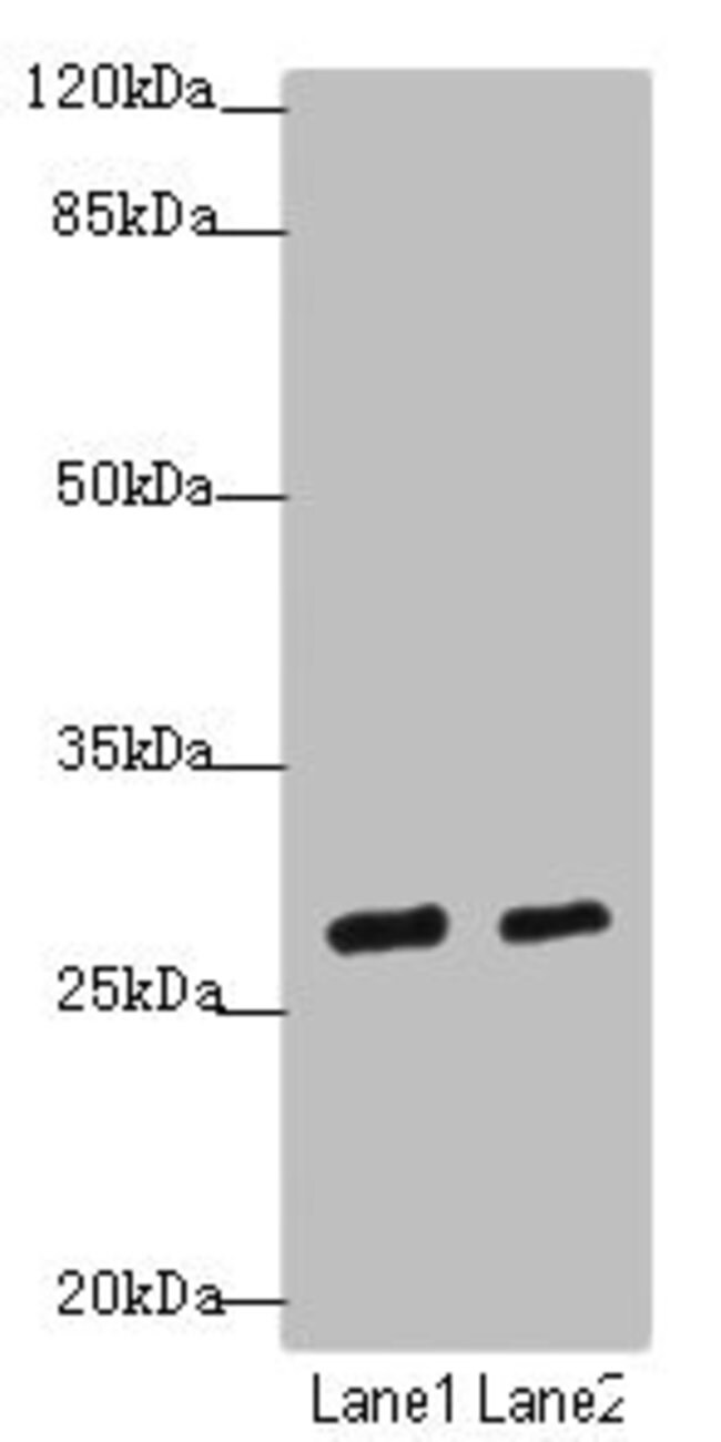 KLF9 Polyclonal Antibody