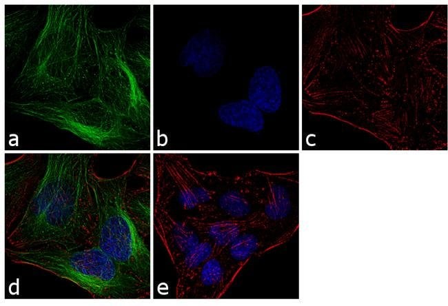 alpha Tubulin Monoclonal Antibody (B-5-1-2), Alexa Fluor 488