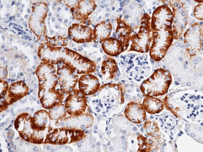 CD98 Recombinant Rabbit Monoclonal Antibody (048)