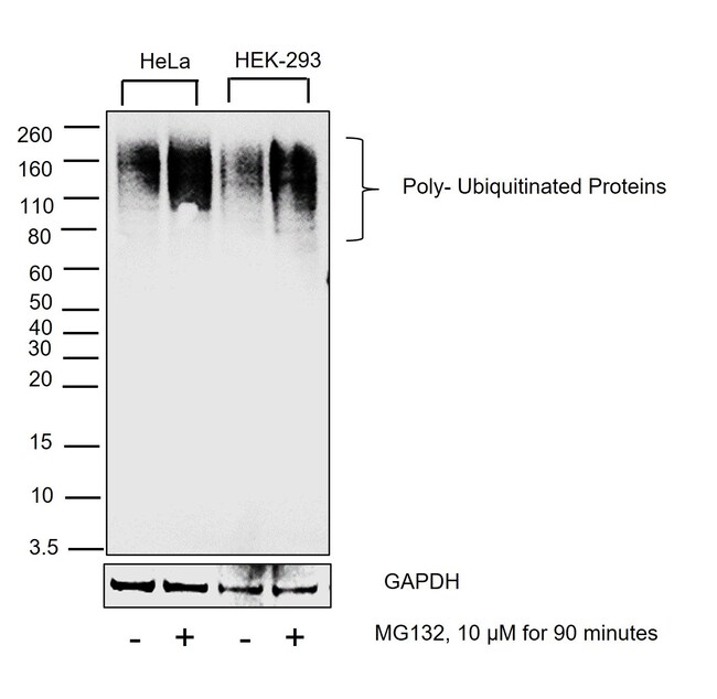 Ubiquitin Monoclonal Antibody (eBioP4D1 (P4D1)), eBioscience