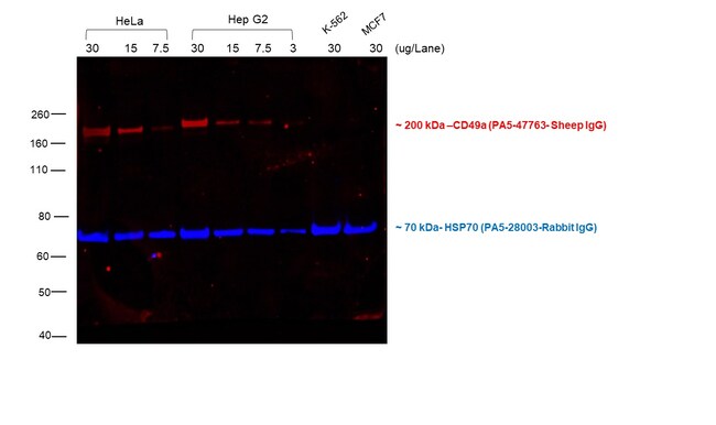 Donkey anti-Sheep IgG (H+L) Cross-Adsorbed Secondary Antibody, Alexa Fluor 568