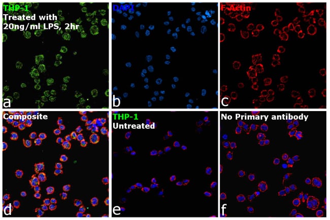 CD284 (TLR4) Monoclonal Antibody (HTA125), eBioscience