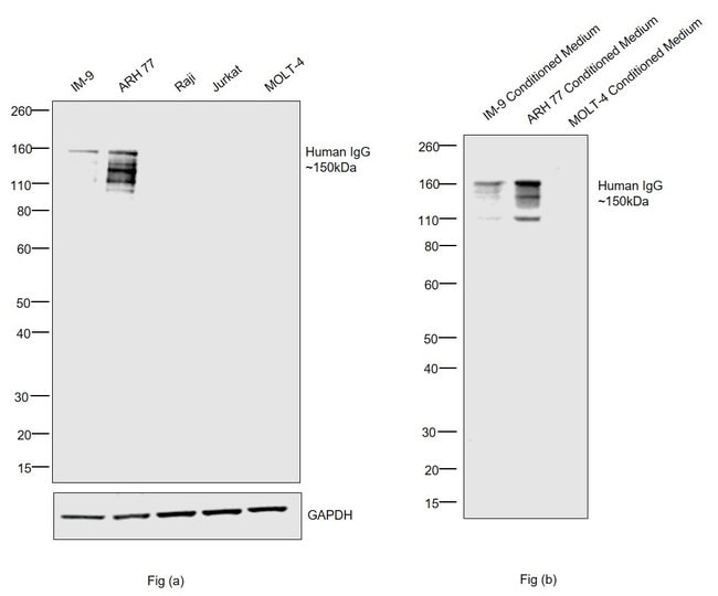 Rabbit anti-Human IgG Fc Secondary Antibody, HRP