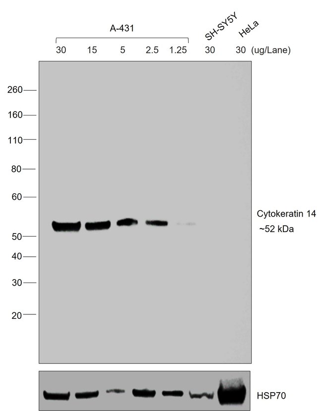 Goat anti-Mouse IgG3 Cross-Adsorbed Secondary Antibody, HRP