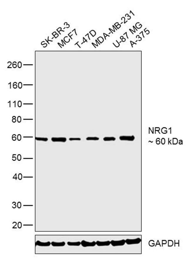 NRG1 Polyclonal Antibody