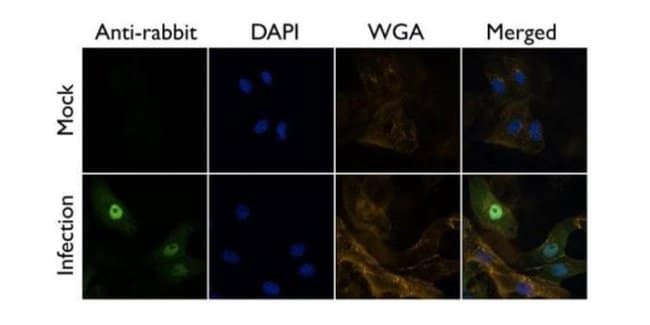 Influenza A PB1 Polyclonal Antibody