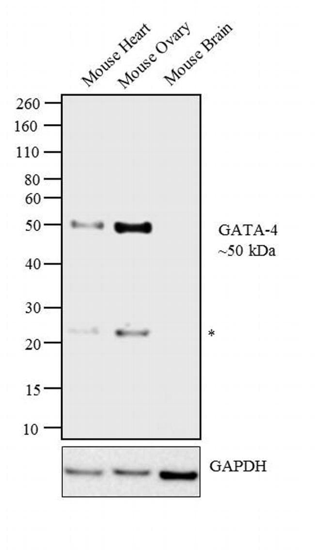 Gata-4 Monoclonal Antibody (eBioEvan), eBioscience