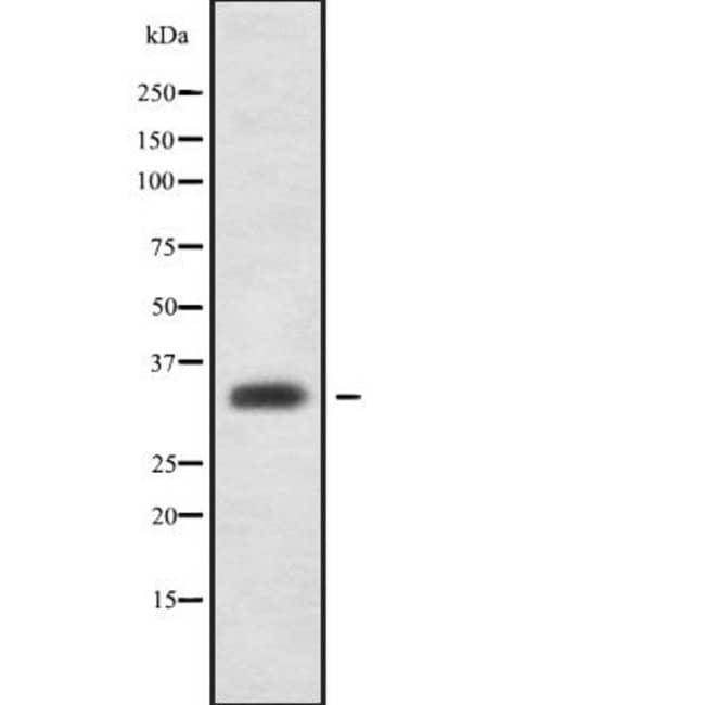 OR1G1 Polyclonal Antibody