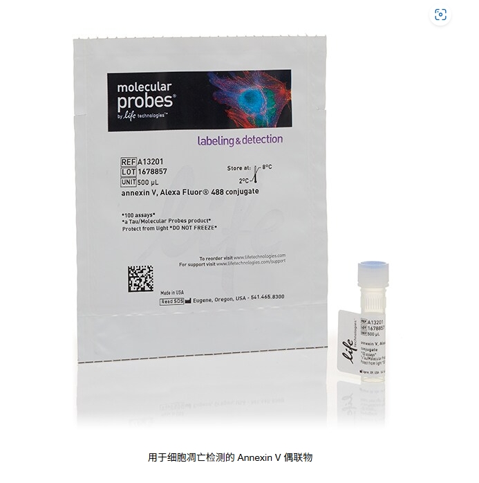 用于细胞凋亡检测的 Annexin V 偶联物