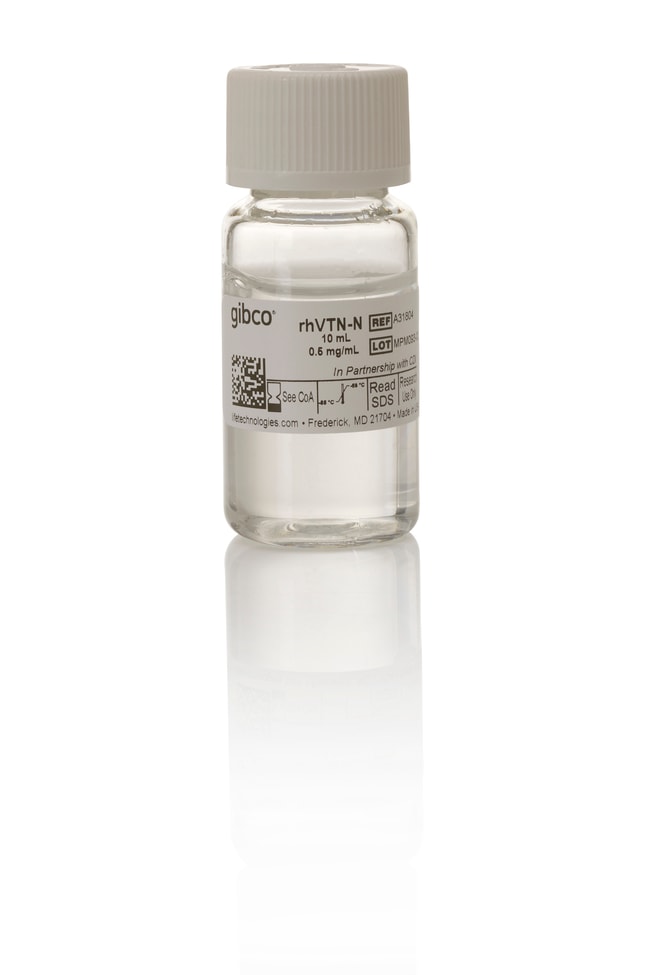 Vitronectin, E8推荐基质