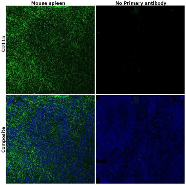 CD11b Monoclonal Antibody (M1/70), eBioscience