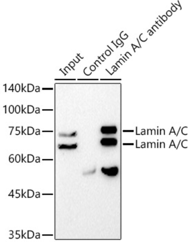 Lamin A/C Recombinant Rabbit Monoclonal Antibody (4L8Q0)