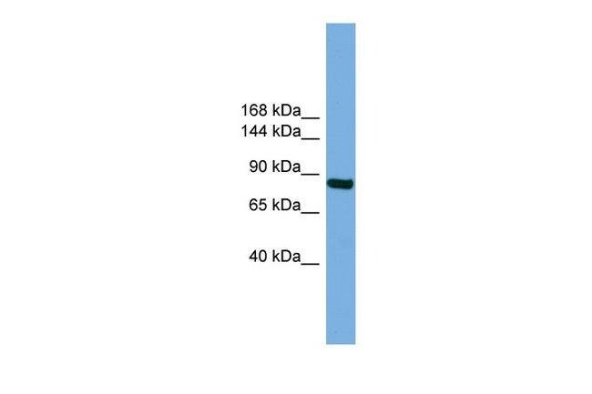 RSBN1 Polyclonal Antibody