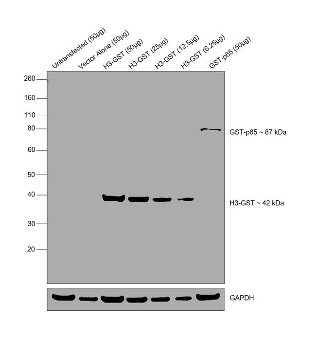 GST Tag Monoclonal Antibody (8-326)
