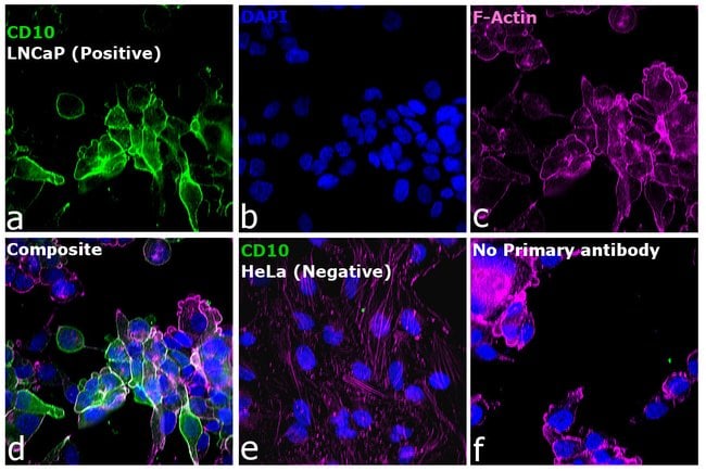 Donkey anti-Goat IgG (H+L) Highly Cross-Adsorbed Secondary Antibody, Alexa Fluor Plus 488