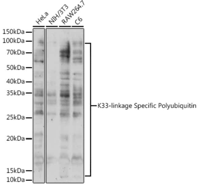 Ub-K33 Polyclonal Antibody
