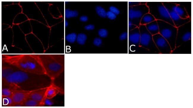 ZO-1 Monoclonal Antibody (ZO1-1A12), Alexa Fluor 594