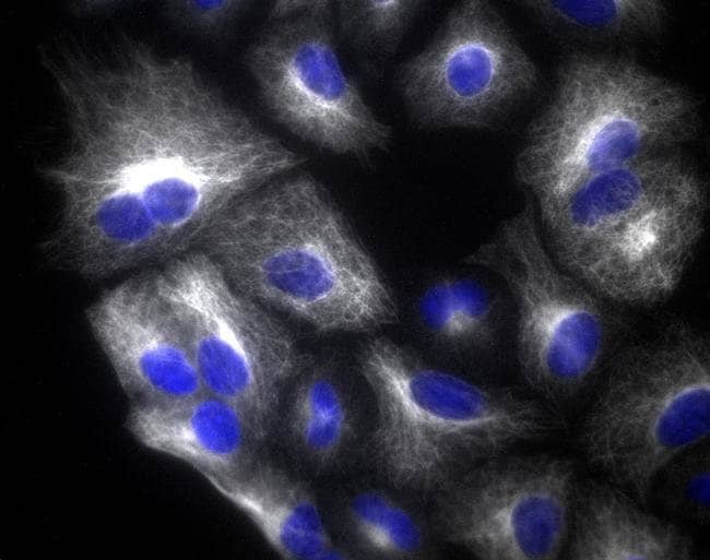 Donkey anti-Rabbit IgG (H+L) Highly Cross-Adsorbed Secondary Antibody, Alexa Fluor Plus 800
