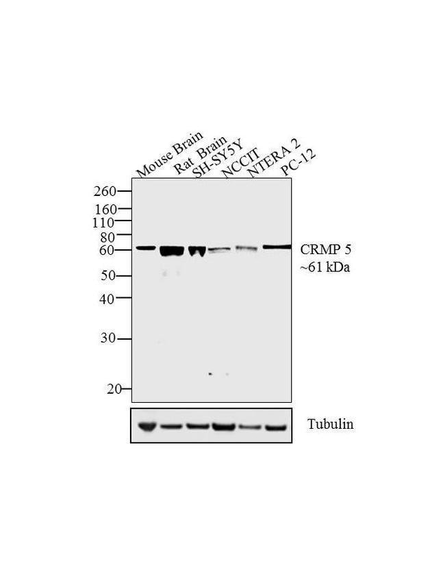 Goat anti-Rat IgG (H+L) Secondary Antibody, HRP