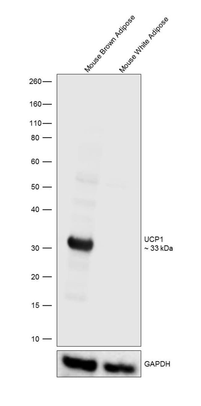 UCP1 Polyclonal Antibody