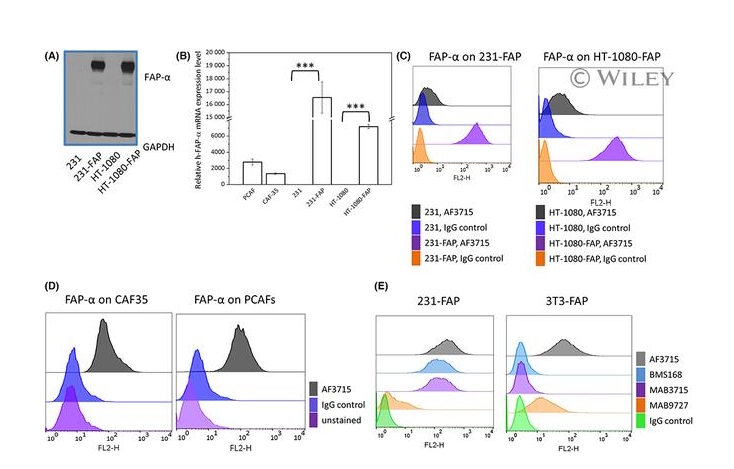 FAP Monoclonal Antibody (F11-24), eBioscience™